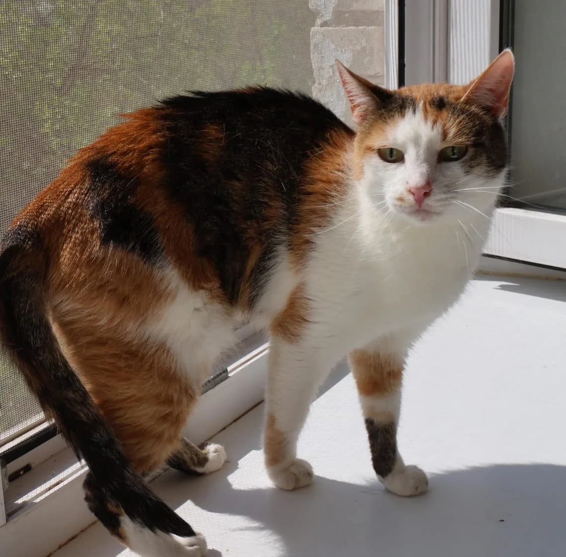 Pudra| K26-0418, male 6yo Mixed Breed for adoption at Tierschutzverein House of animals Marfino eV, Jessen (Elster)