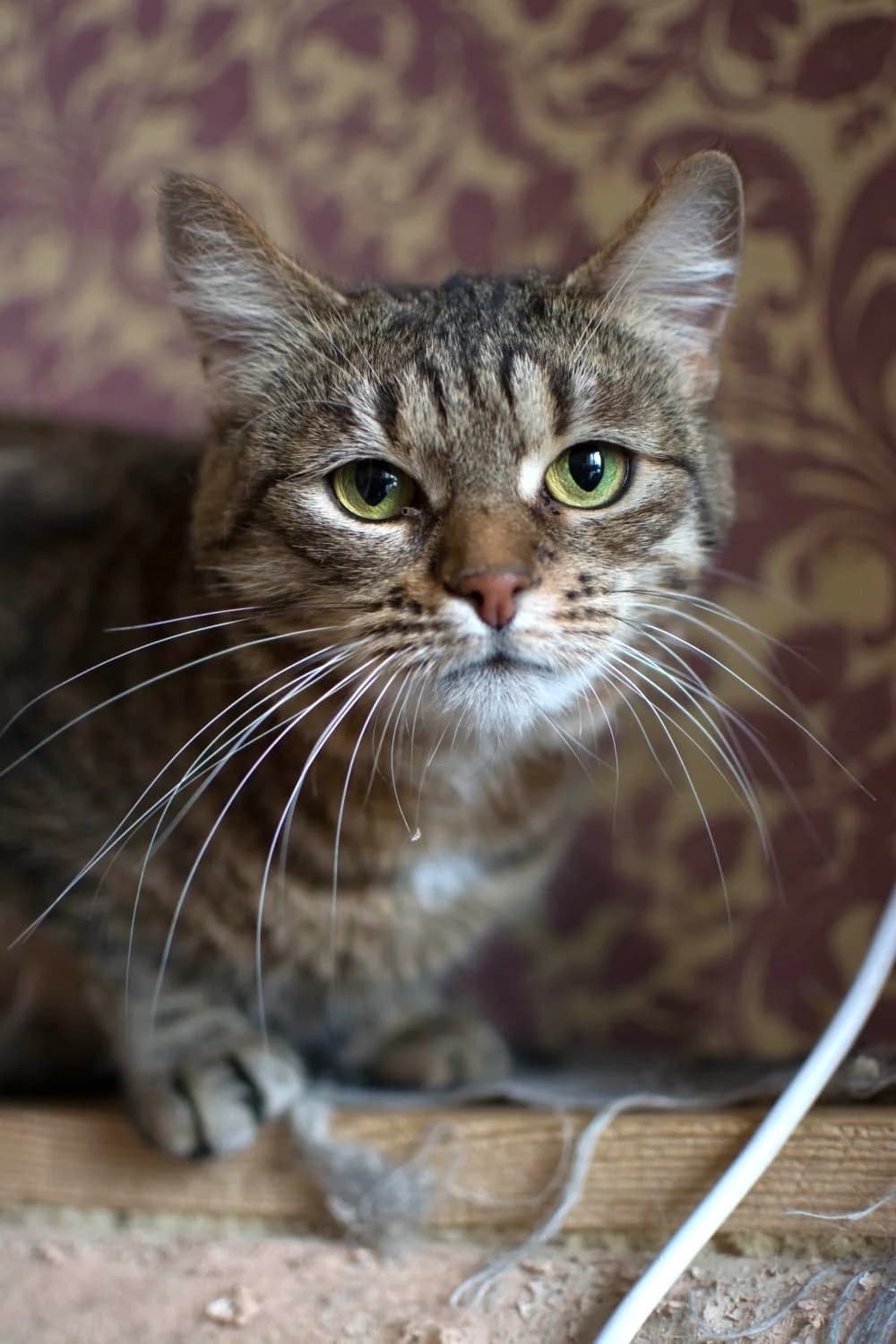 Alison| K26-0412, female 5yo Mixed Breed for adoption at Tierschutzverein House of animals Marfino eV, Jessen (Elster)