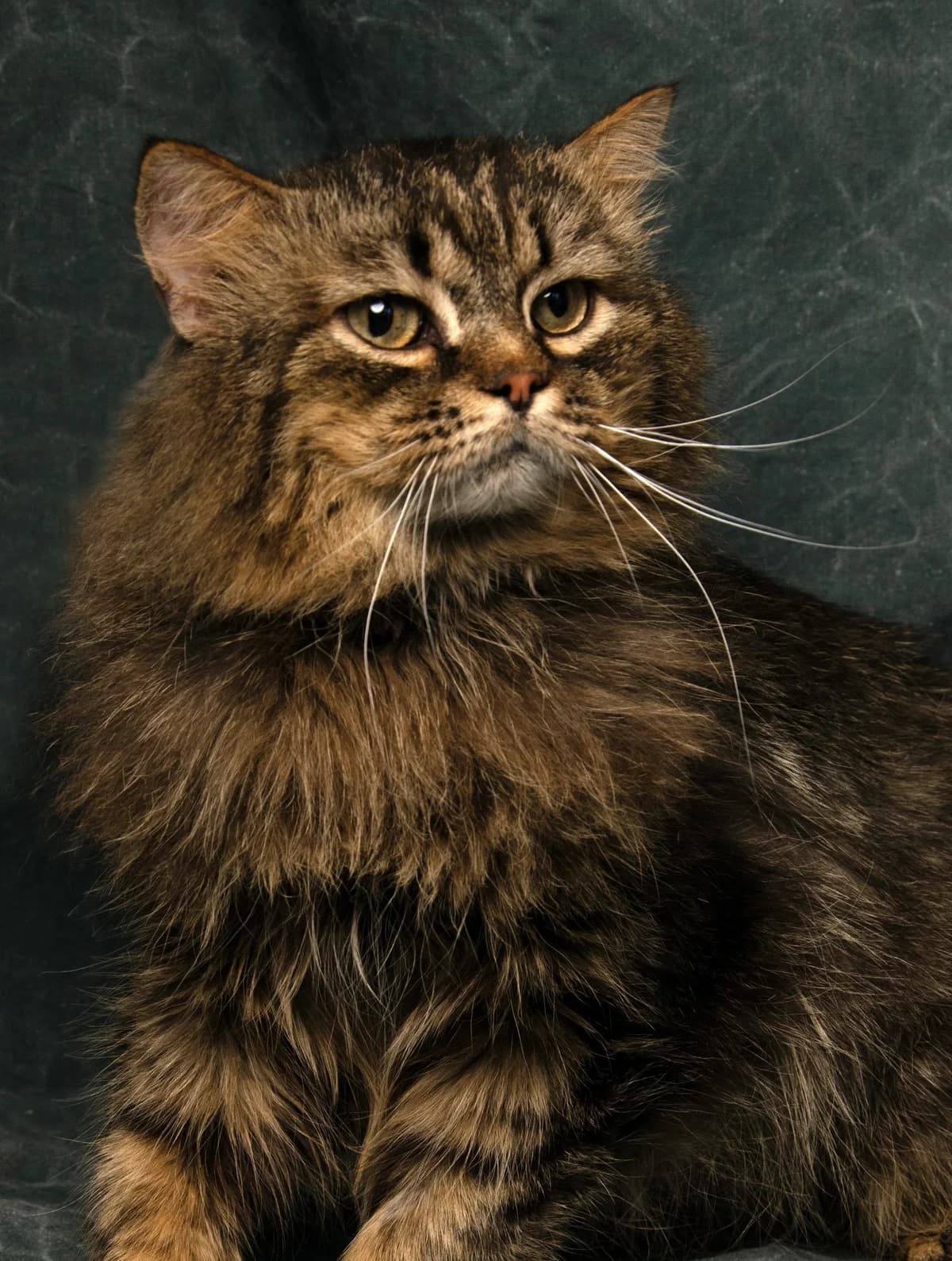 Hendrik | K26-1301, male 5yo Mixed Breed for adoption at Tierschutzverein House of animals Marfino eV, Jessen (Elster)