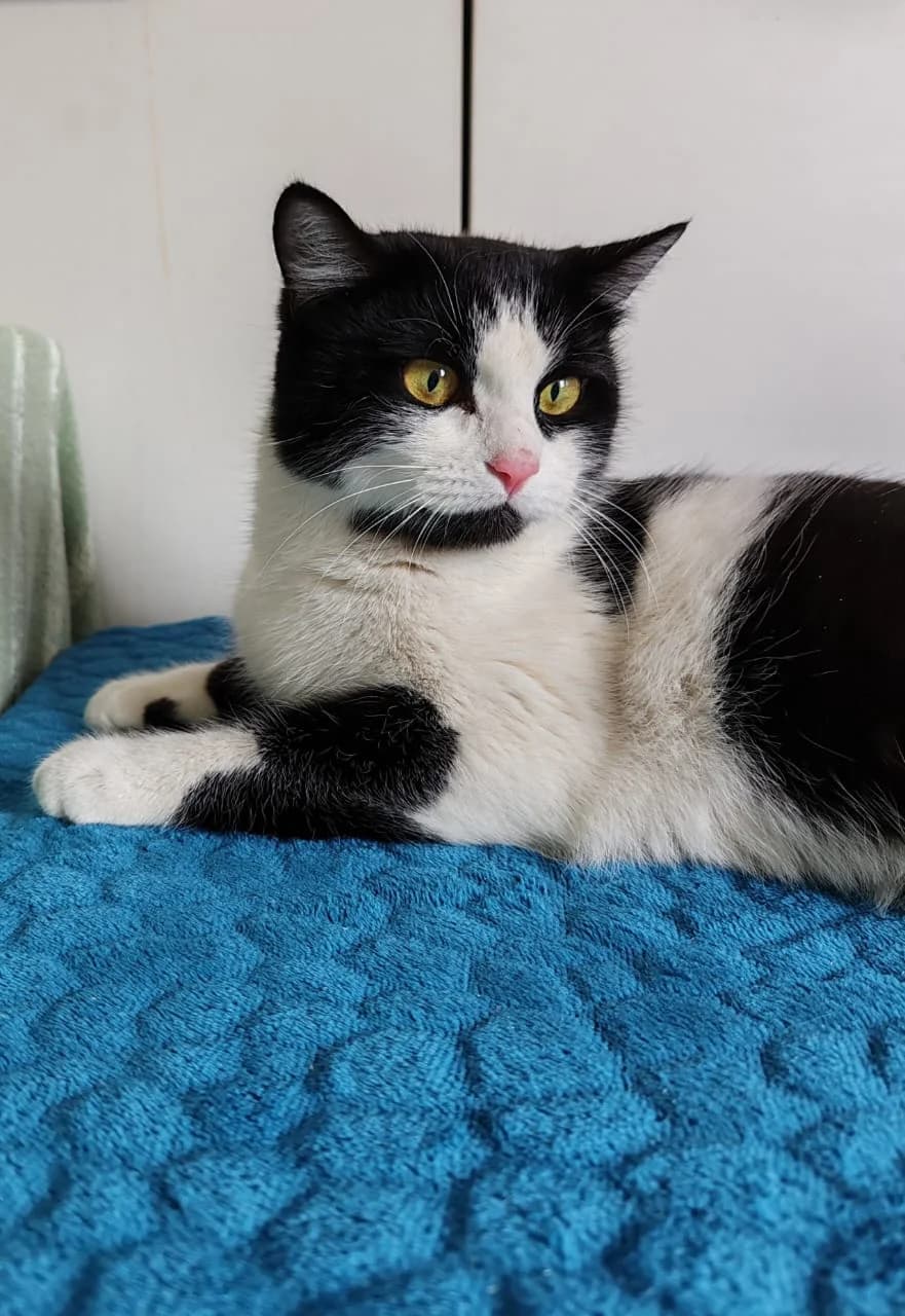Norris| K26-0815, female young Mixed Breed for adoption at Tierschutzverein House of animals Marfino eV, Jessen (Elster)
