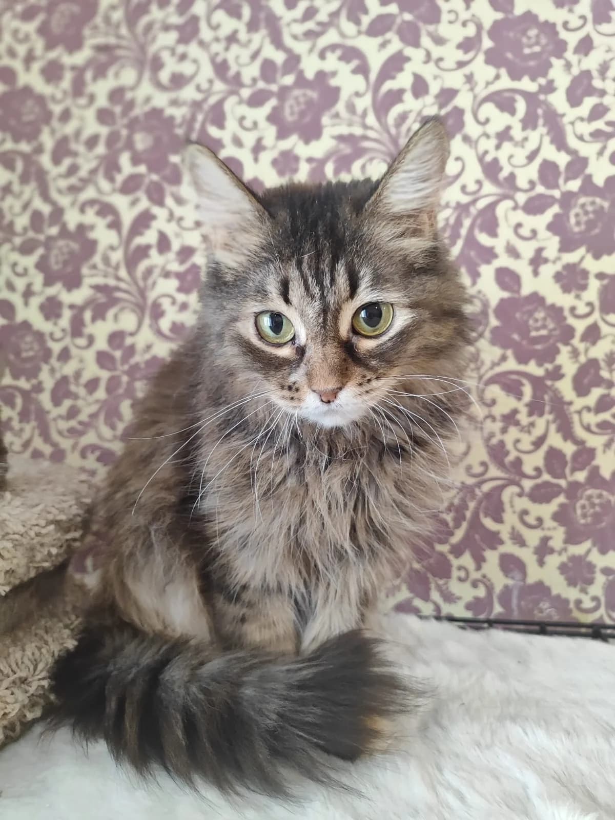 Sofia| K26-0416, female 6yo Mixed Breed for adoption at Tierschutzverein House of animals Marfino eV, Jessen (Elster)