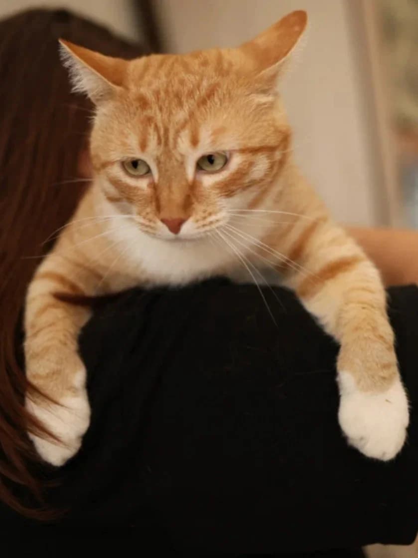 Persival | K26-0417, male 5yo Mixed Breed for adoption at Tierschutzverein House of animals Marfino eV, Jessen (Elster)