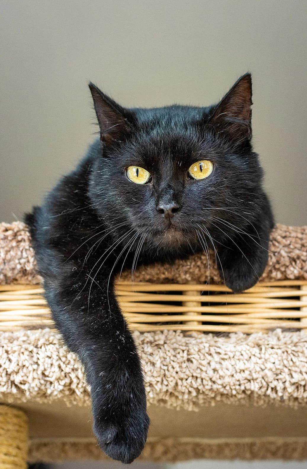 Kubic | K26-0605, male 5yo Mixed Breed for adoption at Tierschutzverein House of animals Marfino eV, Jessen (Elster)