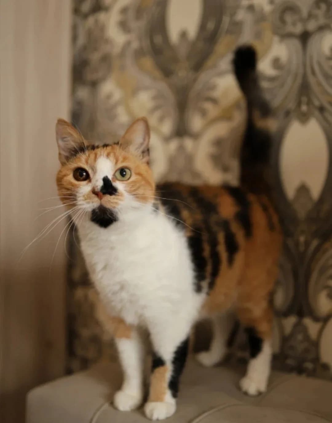 Julia| K26-0420, female 4yo Mixed Breed for adoption at Tierschutzverein House of animals Marfino eV, Jessen (Elster)