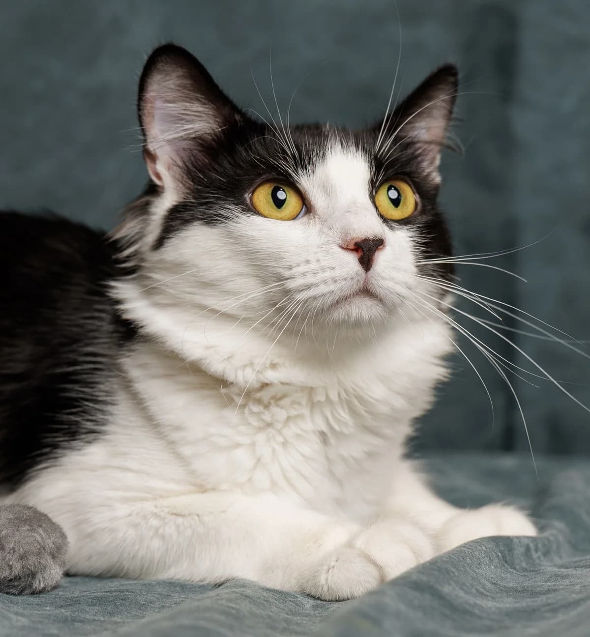 Kay | K26-1303, male young Mixed Breed for adoption at Tierschutzverein House of animals Marfino eV, Jessen (Elster)