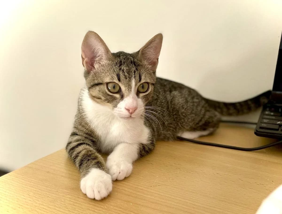Grey | K26-1602, male puppy Mixed Breed for adoption at Tierschutzverein House of animals Marfino eV, Jessen (Elster)