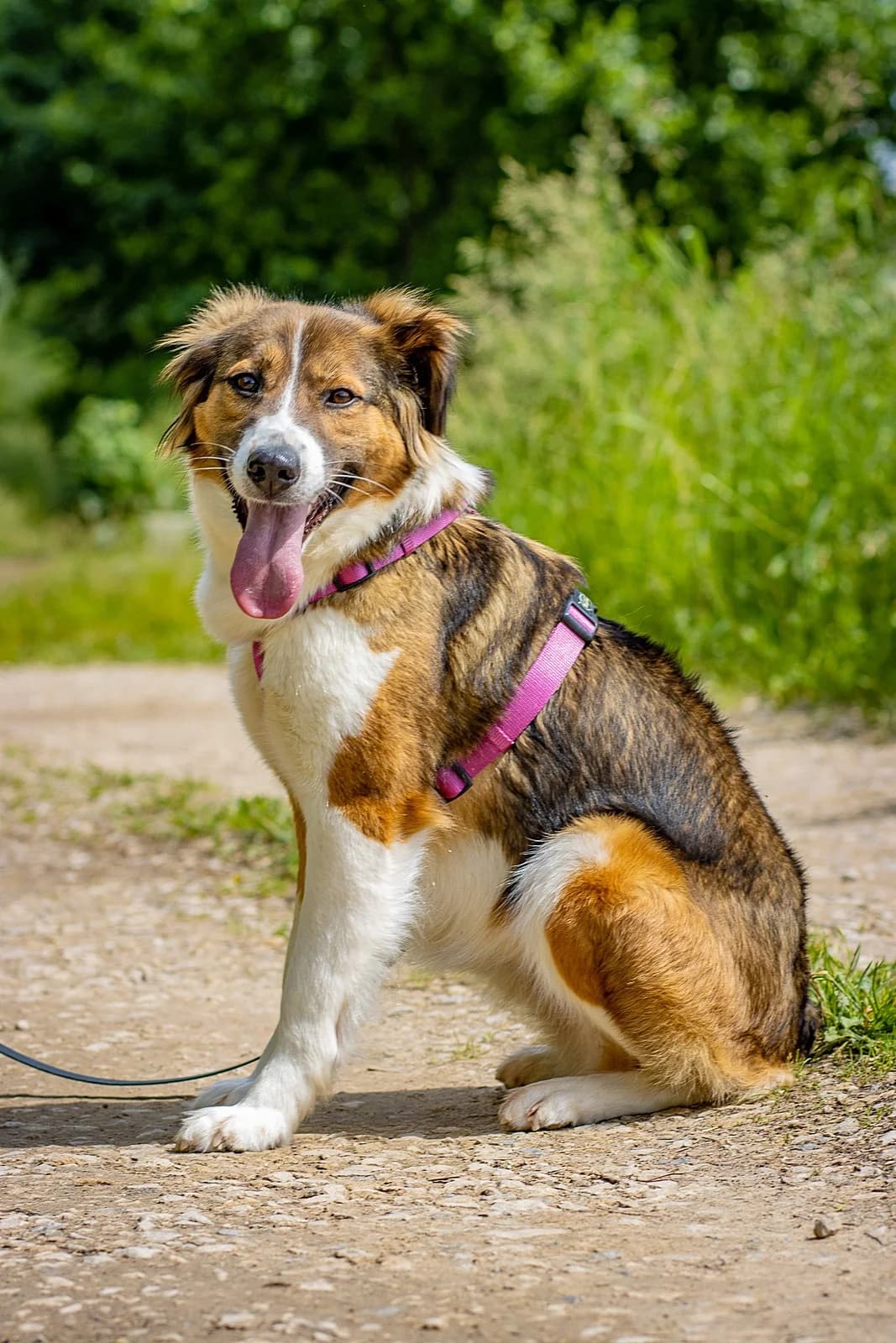 Yui| H26-1165, female Mixed Breed for adoption at Tierschutzverein House of animals Marfino eV, Jessen (Elster)