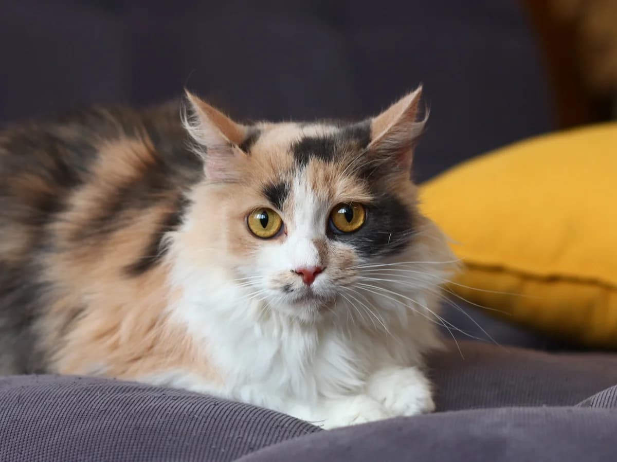 Dysya| K26-1800, female young Mixed Breed for adoption at Tierschutzverein House of animals Marfino eV, Jessen (Elster)