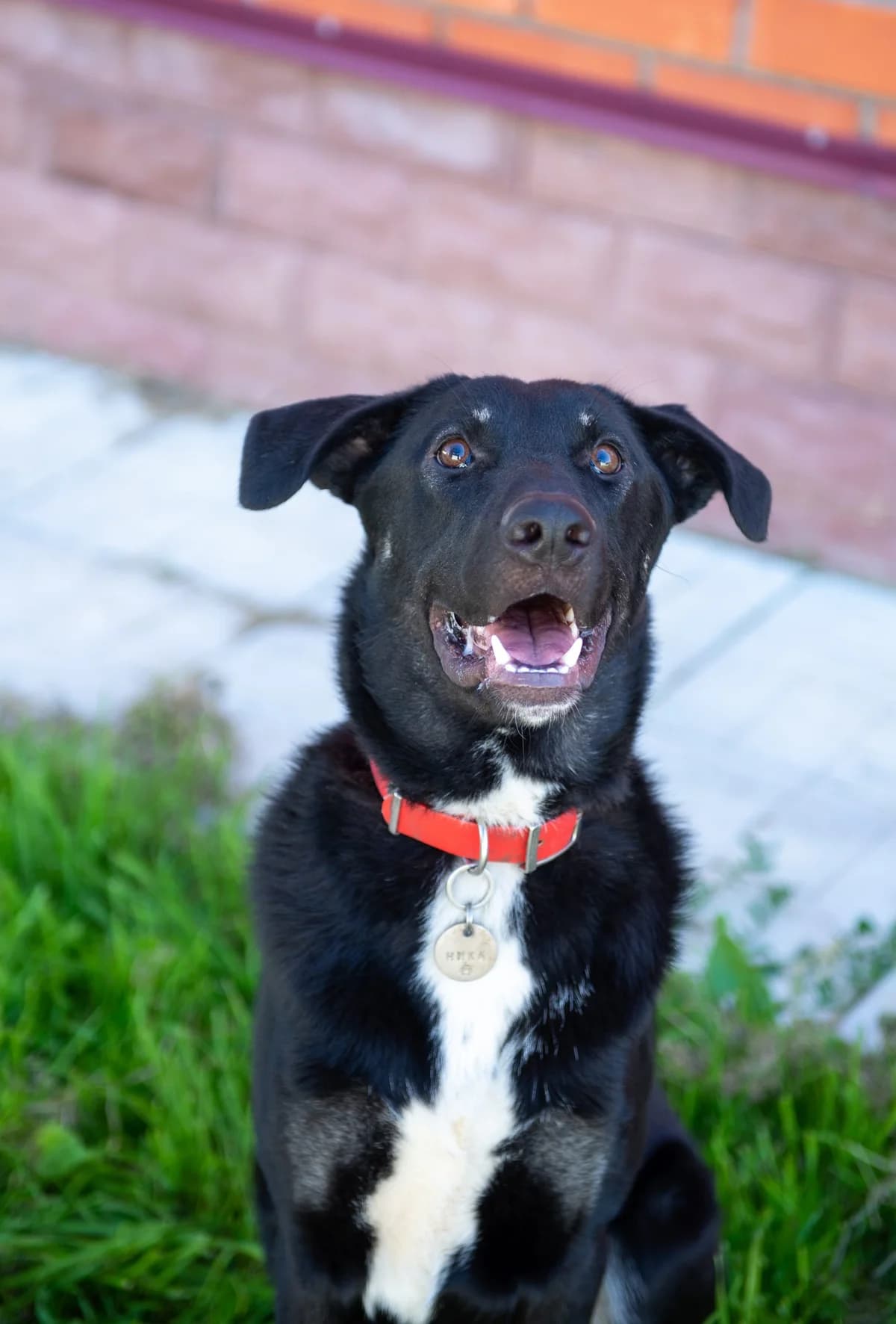 Nik| H26-1172, male Mixed Breed for adoption at Tierschutzverein House of animals Marfino eV, Jessen (Elster)