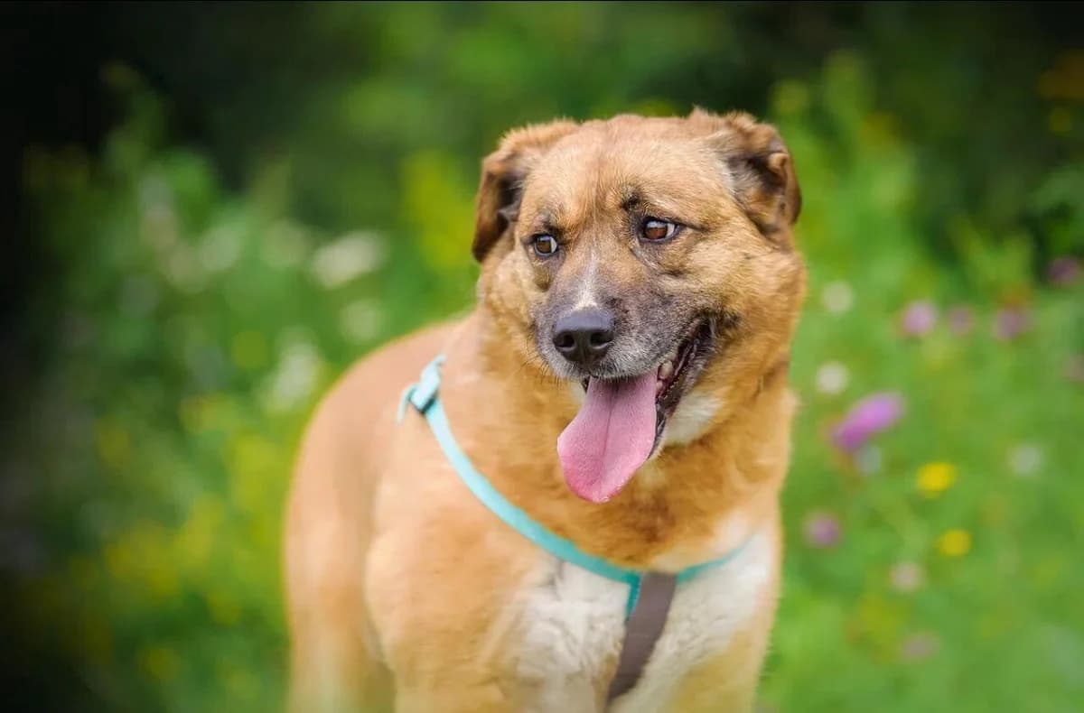 Bonja| H26-1166, female Mixed Breed for adoption at Tierschutzverein House of animals Marfino eV, Jessen (Elster)