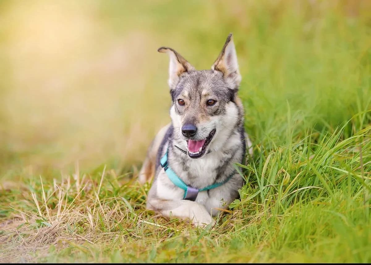 Bonnie| H26-1167, female Mixed Breed for adoption at Tierschutzverein House of animals Marfino eV, Jessen (Elster)