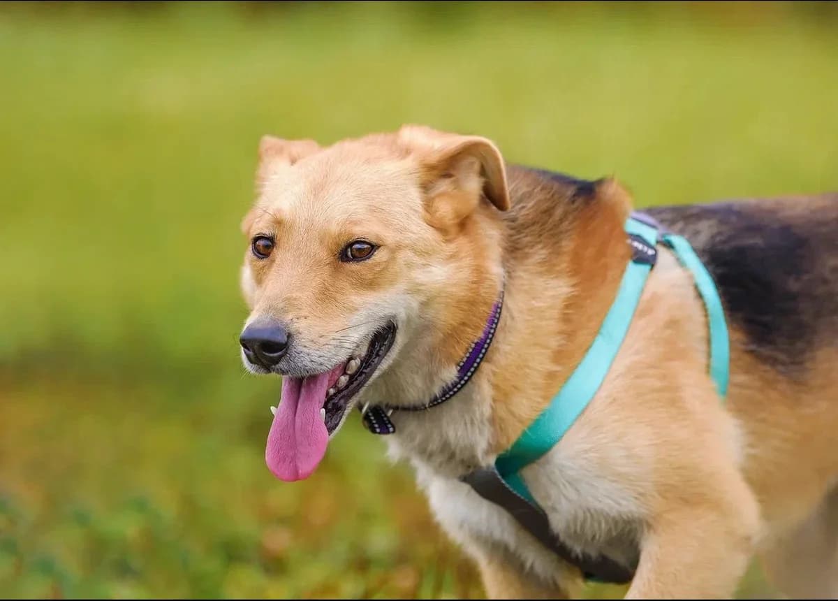 Mike| H26-1169, male Mixed Breed for adoption at Tierschutzverein House of animals Marfino eV, Jessen (Elster)