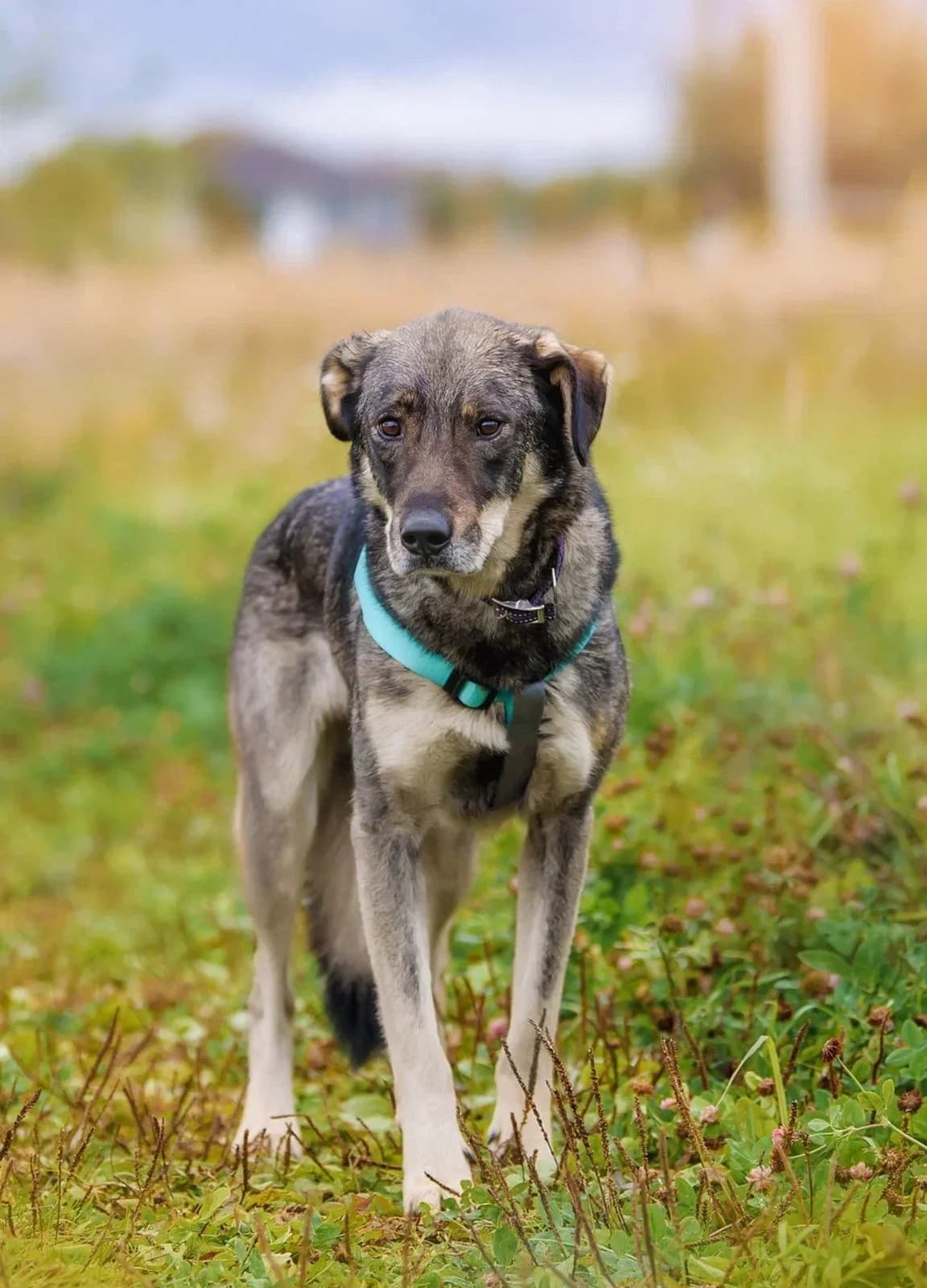 Teddy| H26-1170, male Mixed Breed for adoption at Tierschutzverein House of animals Marfino eV, Jessen (Elster)