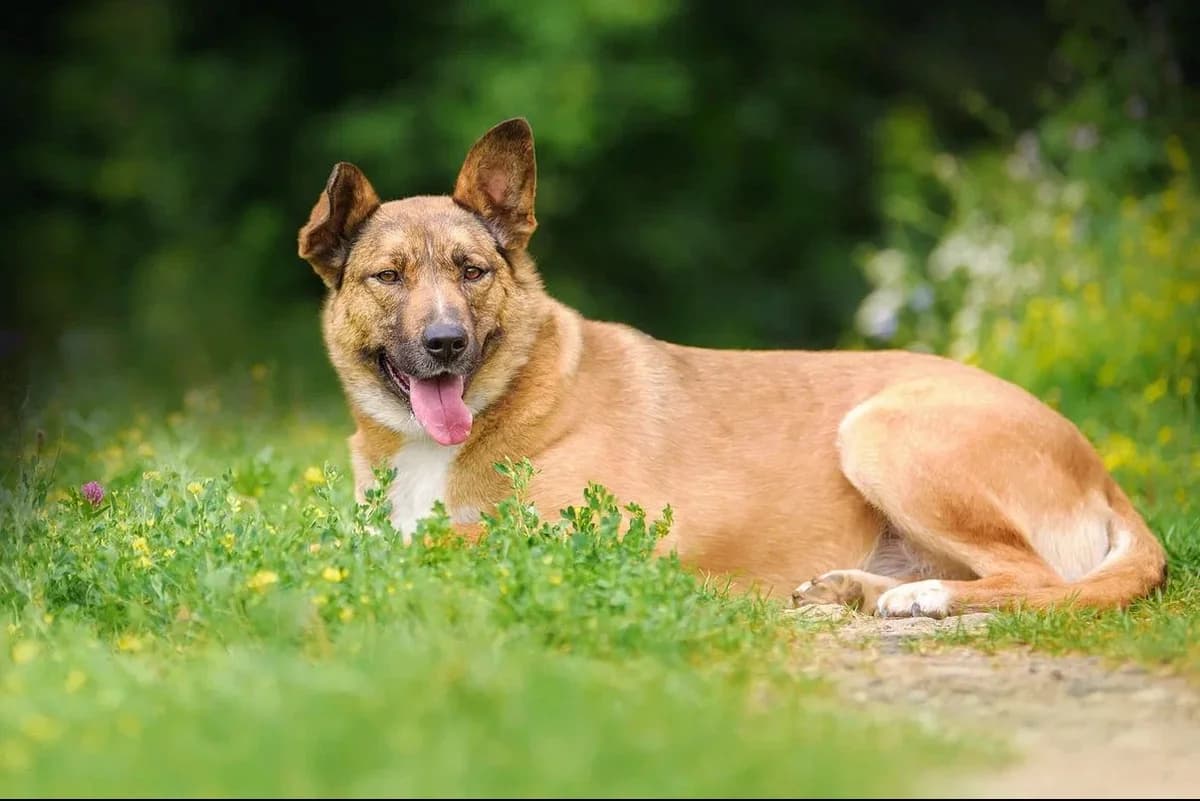 Tonya| H26-1171, female Mixed Breed for adoption at Tierschutzverein House of animals Marfino eV, Jessen (Elster)