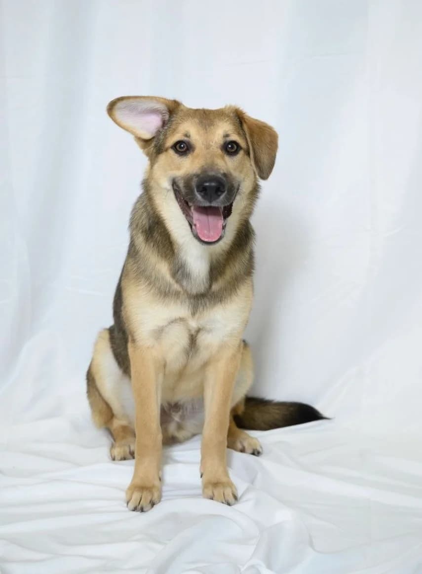 Rey| H26-1175, male Mixed Breed for adoption at Tierschutzverein House of animals Marfino eV, Jessen (Elster)