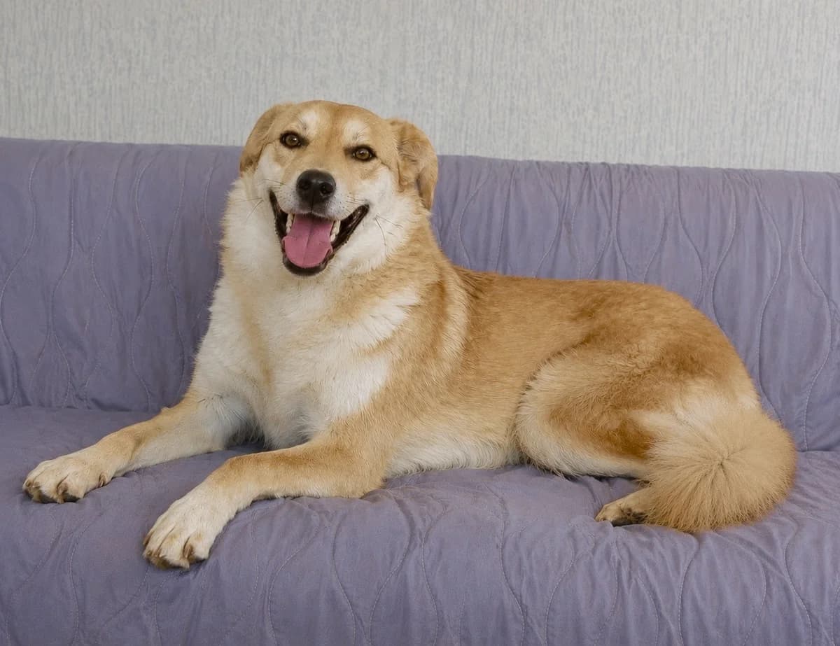 Sakura| H26-1176, female Mixed Breed for adoption at Tierschutzverein House of animals Marfino eV, Jessen (Elster)