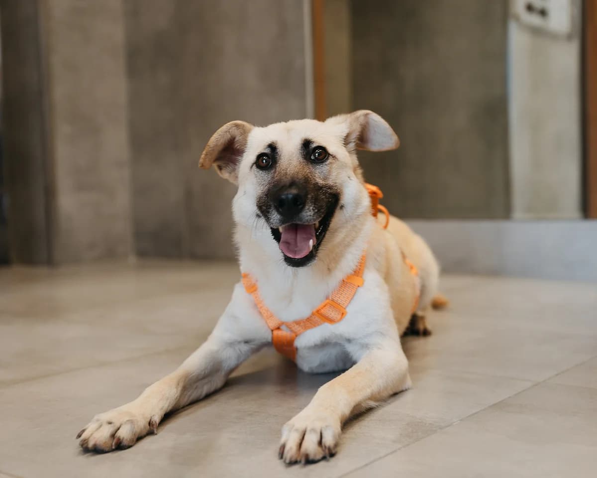 Adele| H26-1177, female Mixed Breed for adoption at Tierschutzverein House of animals Marfino eV, Jessen (Elster)