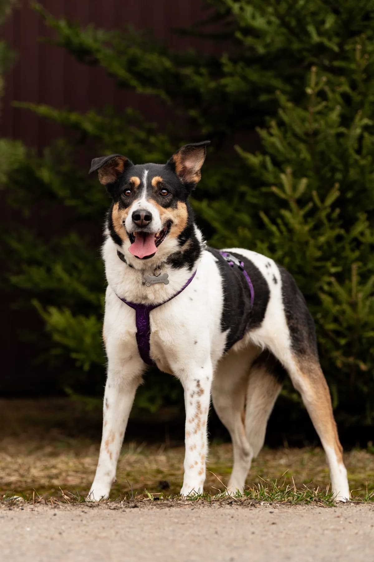 Alice| H26-1178, female Mixed Breed for adoption at Tierschutzverein House of animals Marfino eV, Jessen (Elster)