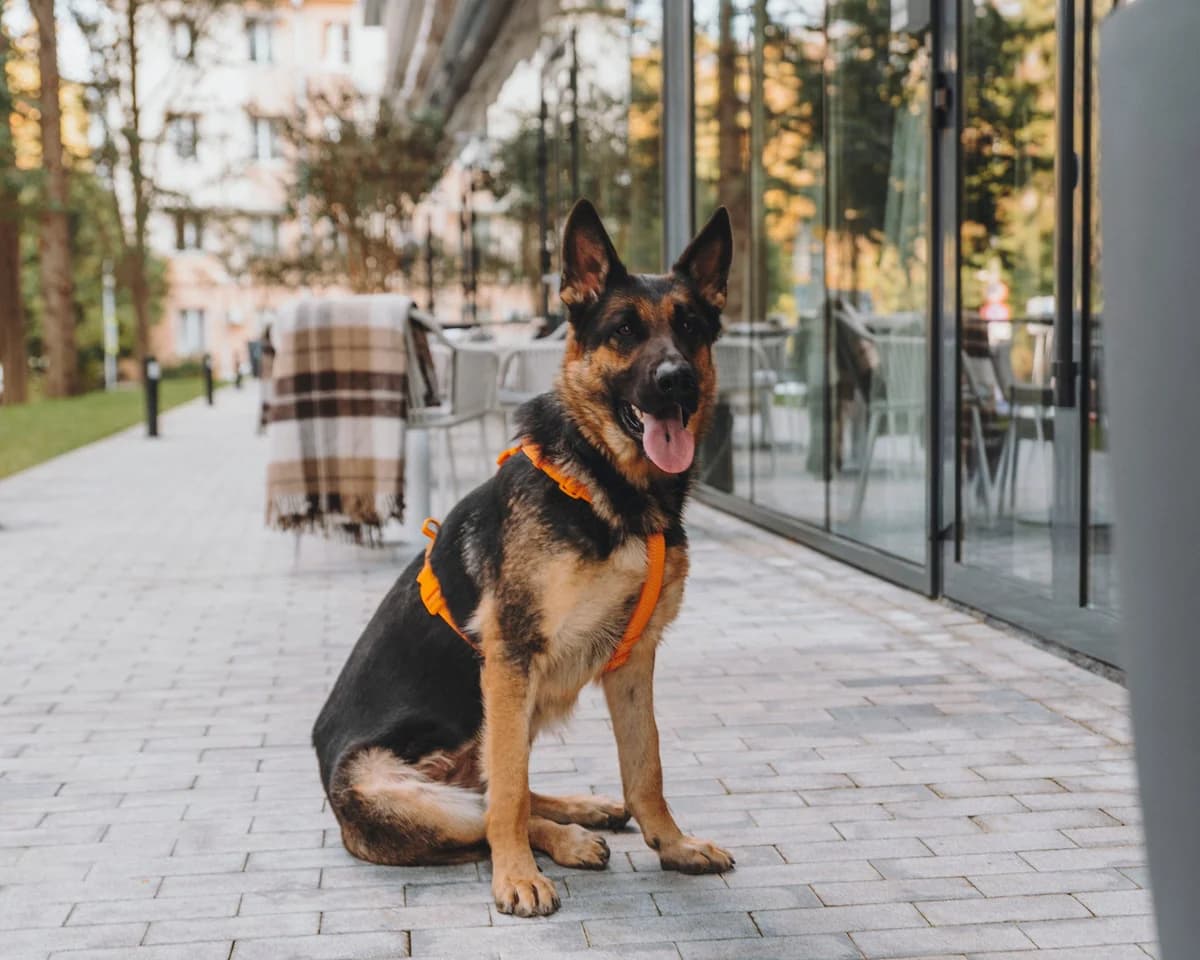 Alma| H26-1179, female Mixed Breed for adoption at Tierschutzverein House of animals Marfino eV, Jessen (Elster)