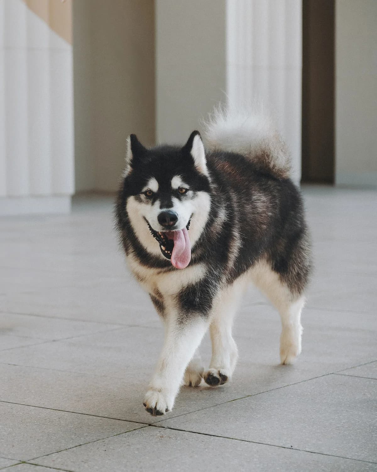 Coco| H26-1180, female Mixed Breed for adoption at Tierschutzverein House of animals Marfino eV, Jessen (Elster)