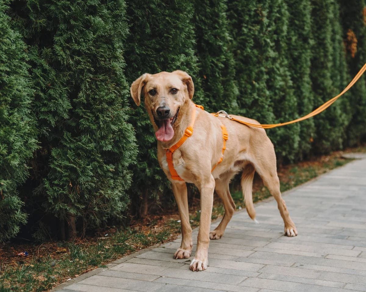 Jerry| H26-1183, male Mixed Breed for adoption at Tierschutzverein House of animals Marfino eV, Jessen (Elster)