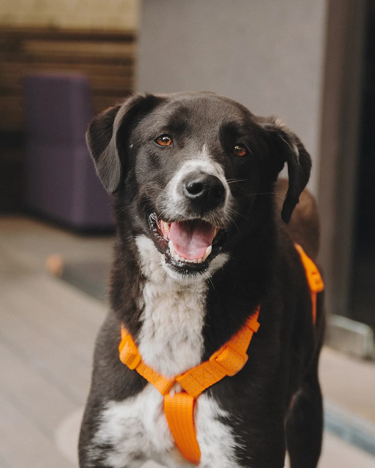 Jessica| H26-1184, female Mixed Breed for adoption at Tierschutzverein House of animals Marfino eV, Jessen (Elster)