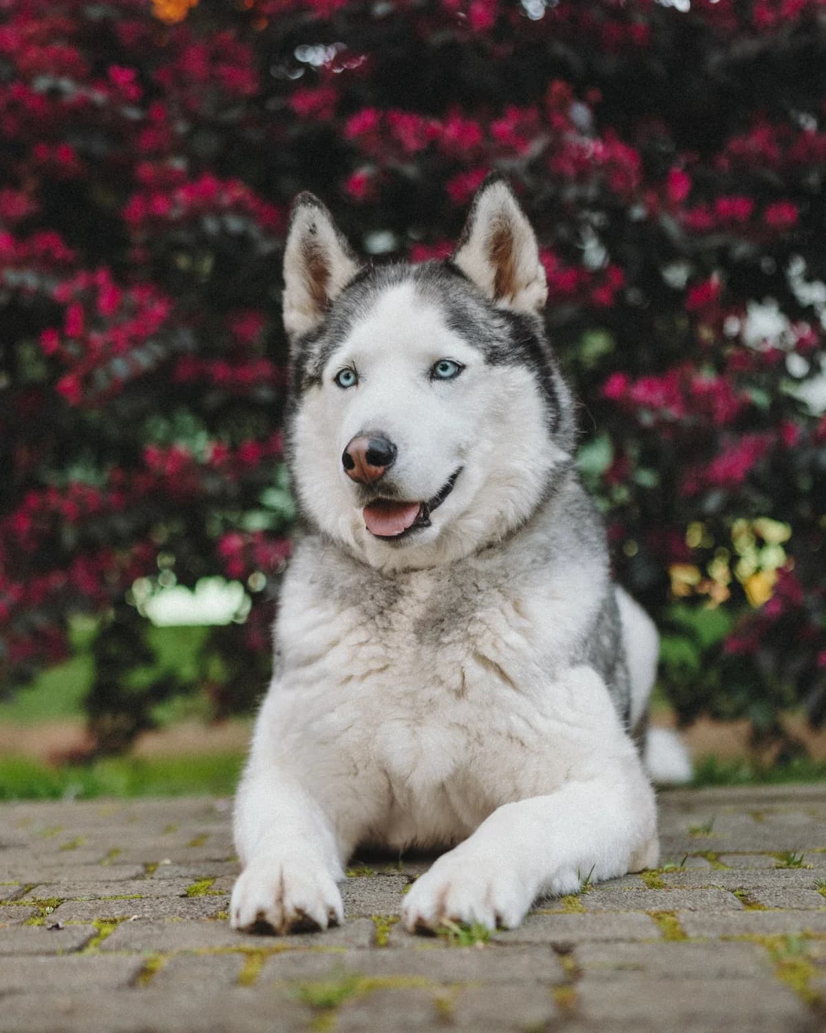 Joy| H26-1185, male Mixed Breed for adoption at Tierschutzverein House of animals Marfino eV, Jessen (Elster)