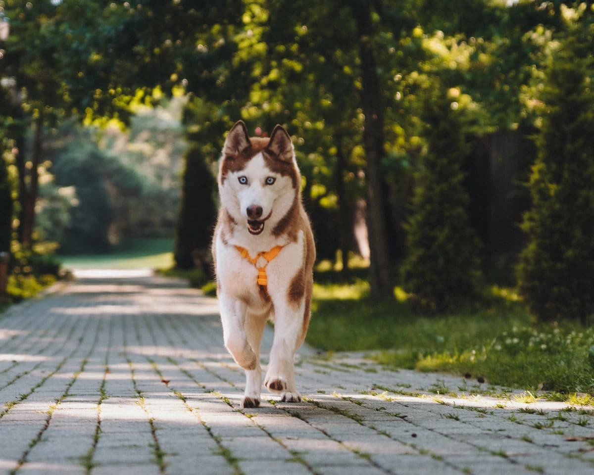 Lilu| H26-1186, female Mixed Breed for adoption at Tierschutzverein House of animals Marfino eV, Jessen (Elster)