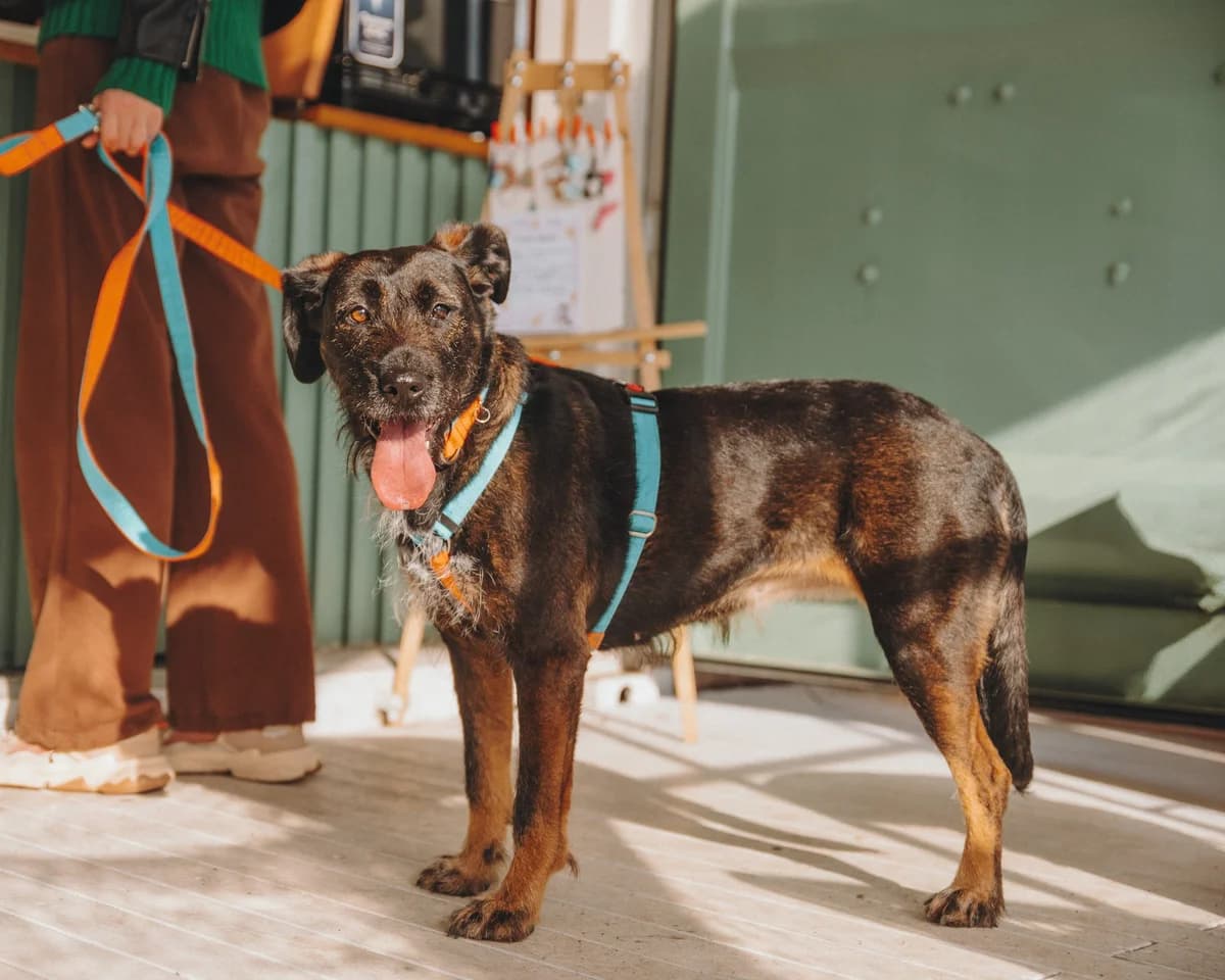 Mary| H26-1189, female Mixed Breed for adoption at Tierschutzverein House of animals Marfino eV, Jessen (Elster)