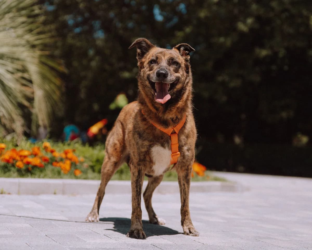 Naya| H26-1190, male Mixed Breed for adoption at Tierschutzverein House of animals Marfino eV, Jessen (Elster)