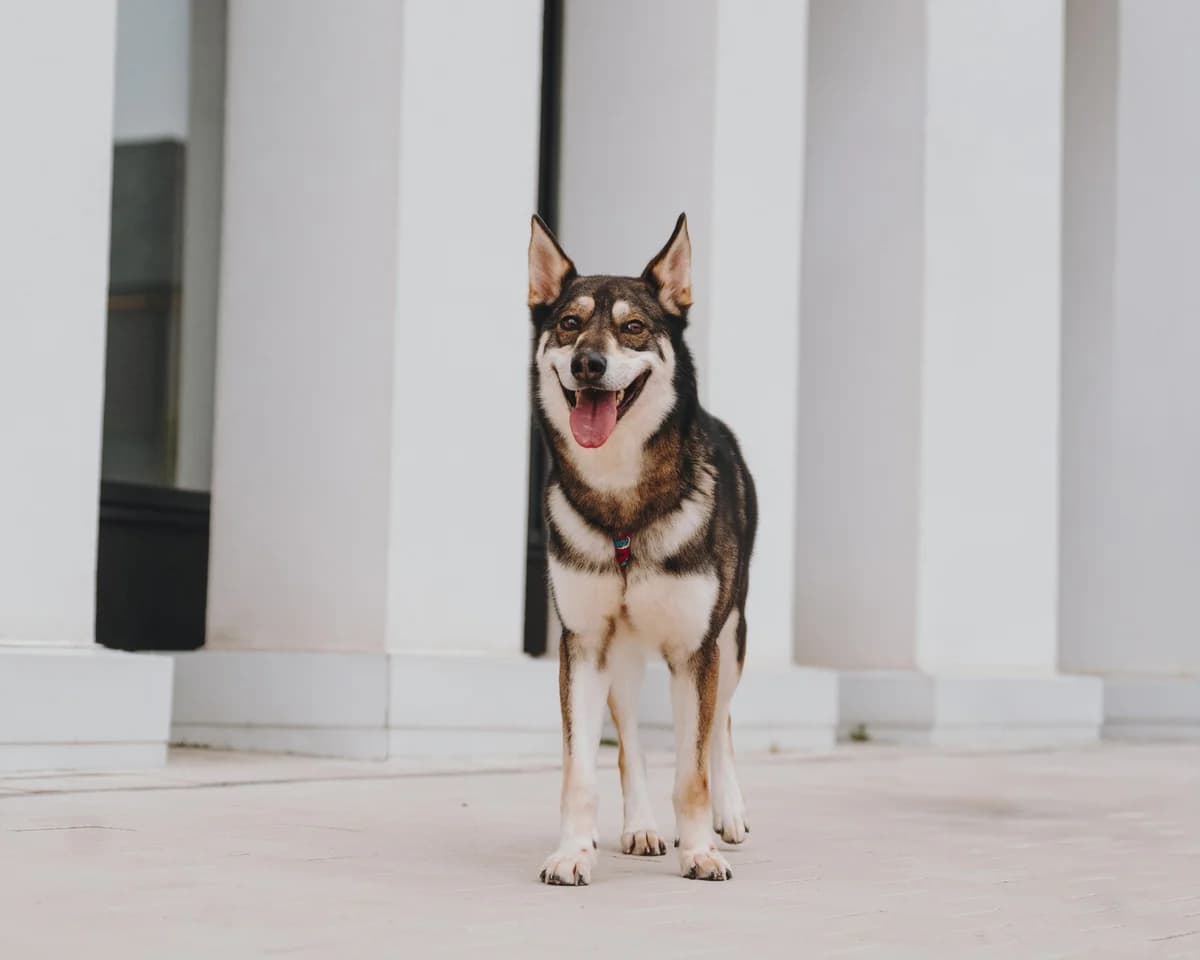 Robin| H26-1192, male Mixed Breed for adoption at Tierschutzverein House of animals Marfino eV, Jessen (Elster)