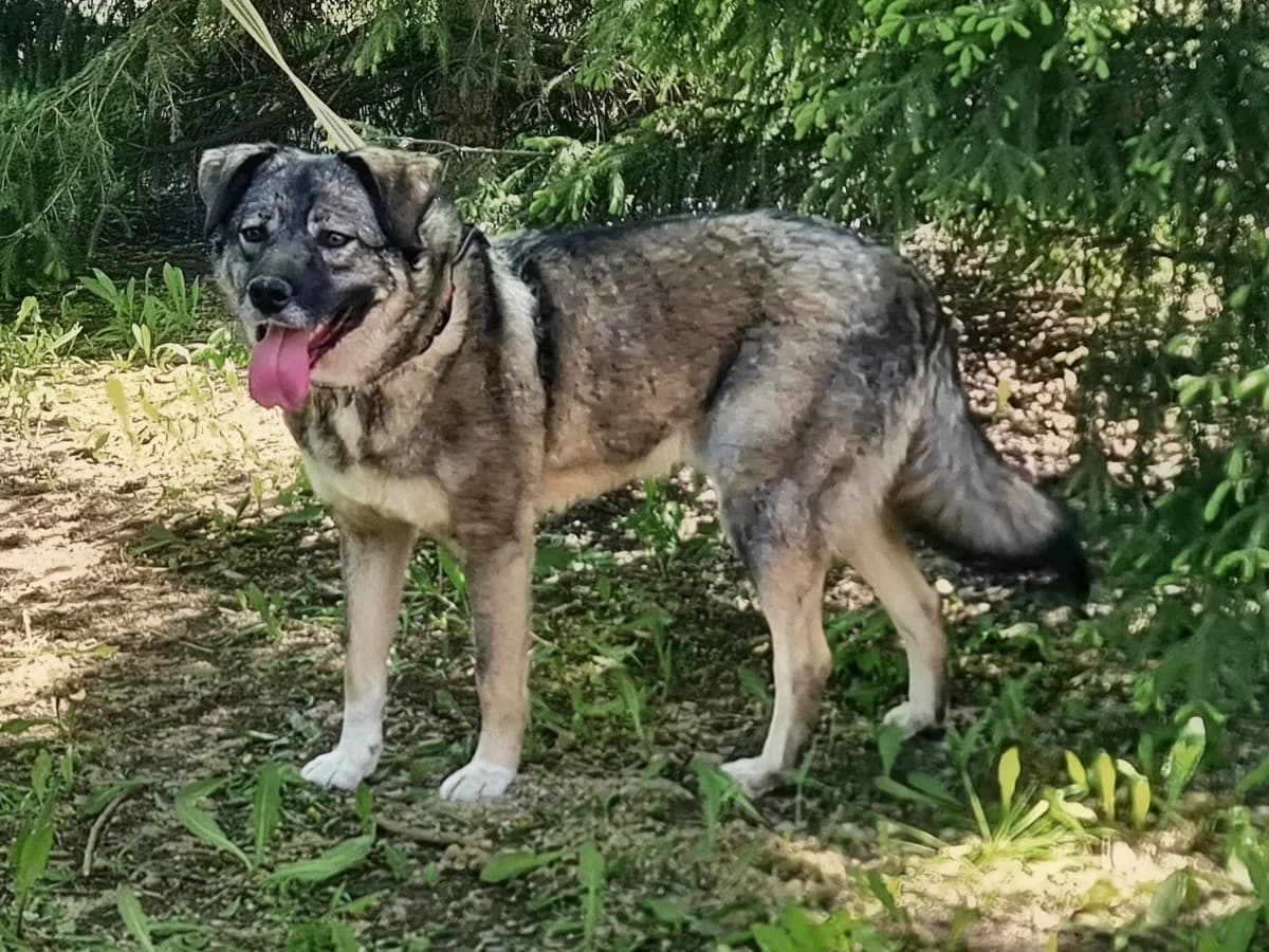 Ramses| H26-1199, male Mixed Breed for adoption at Tierschutzverein House of animals Marfino eV, Jessen (Elster)