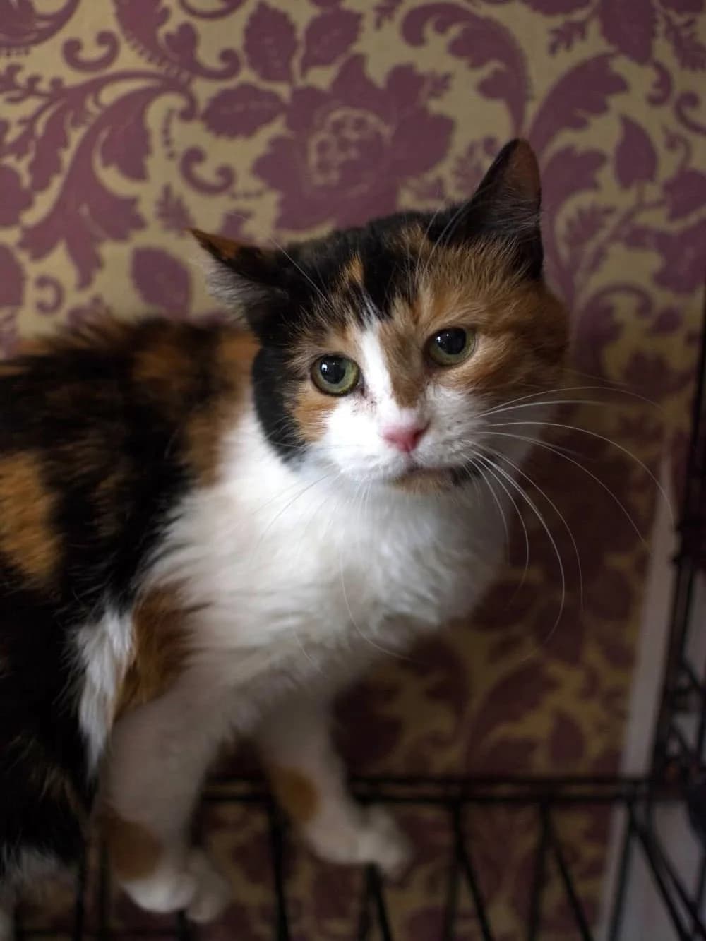 Erica| K26-0421, female 6yo Mixed Breed for adoption at Tierschutzverein House of animals Marfino eV, Jessen (Elster)