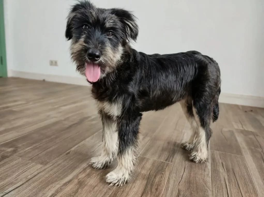 Tosya| H26-1202, female Mixed Breed for adoption at Tierschutzverein House of animals Marfino eV, Jessen (Elster)