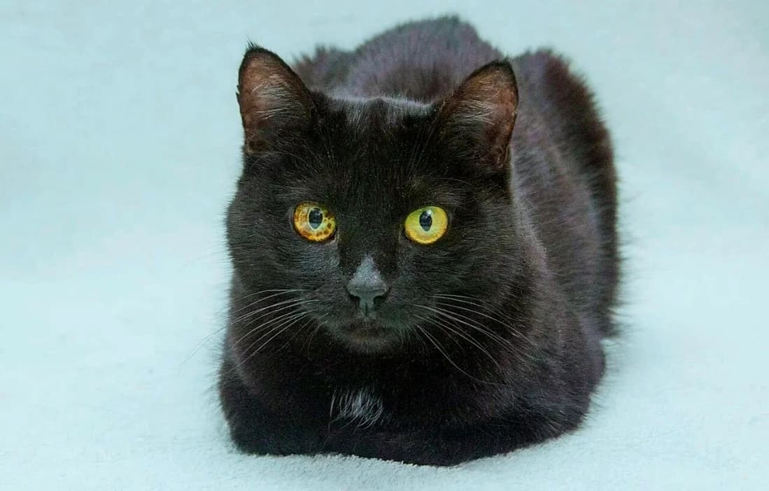 Mädchen| K26-0816, female 3yo Mixed Breed for adoption at Tierschutzverein House of animals Marfino eV, Jessen (Elster)