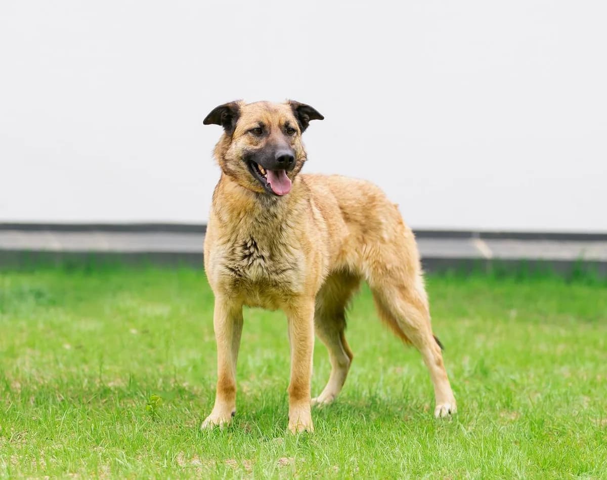Emmi| H26-1204, female Mixed Breed for adoption at Tierschutzverein House of animals Marfino eV, Jessen (Elster)
