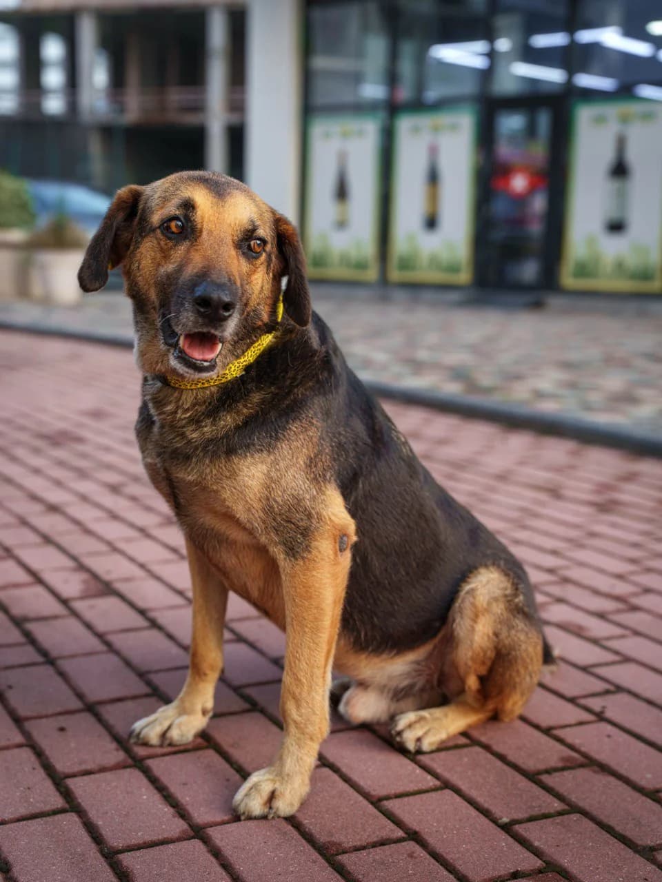 George| H26-1205, male Mixed Breed for adoption at Tierschutzverein House of animals Marfino eV, Jessen (Elster)