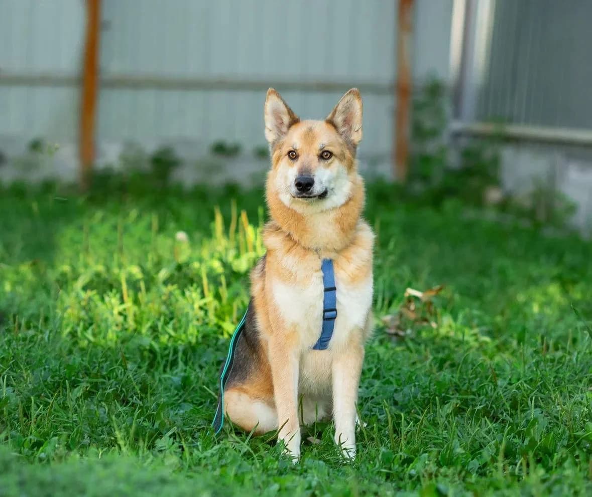 Pasha| H26-1206, male Mixed Breed for adoption at Tierschutzverein House of animals Marfino eV, Jessen (Elster)