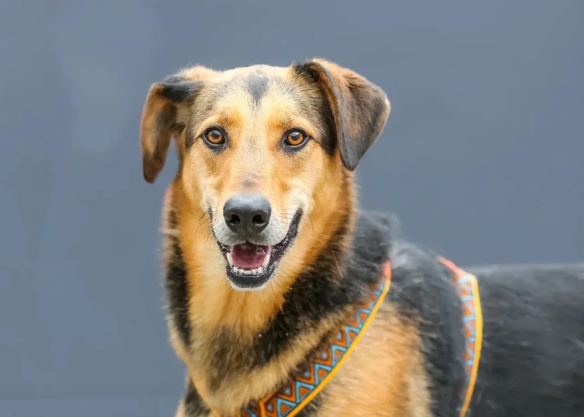 Anis| H26-1209, male Mixed Breed for adoption at Tierschutzverein House of animals Marfino eV, Jessen (Elster)