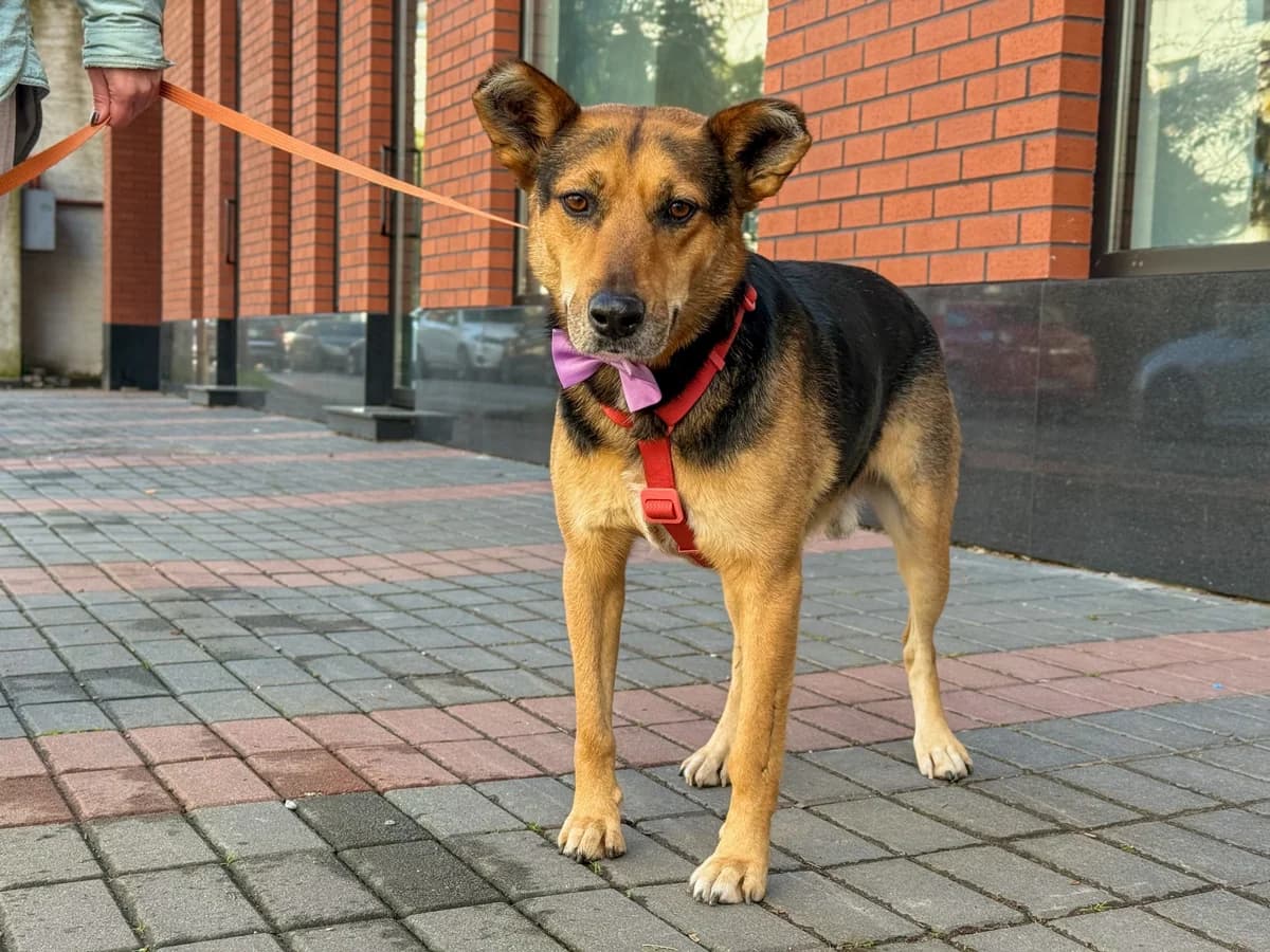 Arni| H26-1210, male Mixed Breed for adoption at Tierschutzverein House of animals Marfino eV, Jessen (Elster)