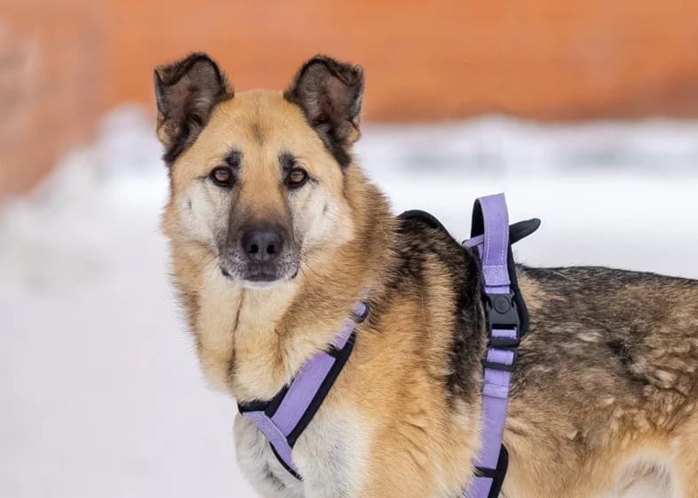August| H26-1211, male Mixed Breed for adoption at Tierschutzverein House of animals Marfino eV, Jessen (Elster)