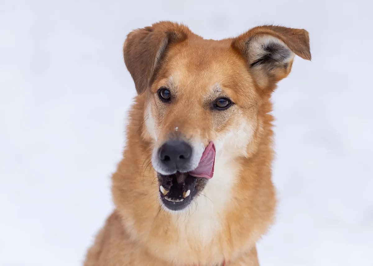 Axel| H26-1212, male Mixed Breed for adoption at Tierschutzverein House of animals Marfino eV, Jessen (Elster)