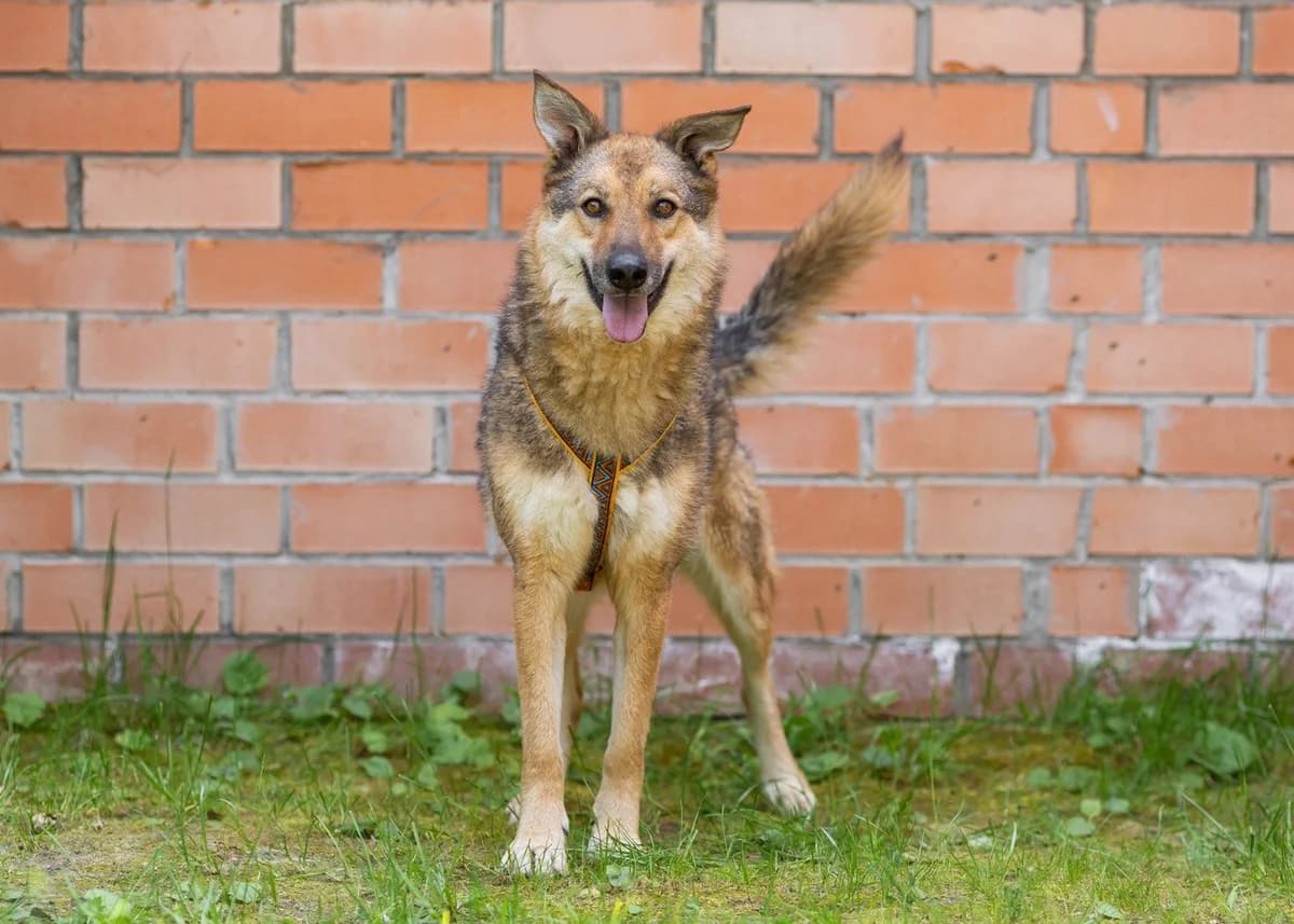 Derryl| H26-1213, male Mixed Breed for adoption at Tierschutzverein House of animals Marfino eV, Jessen (Elster)