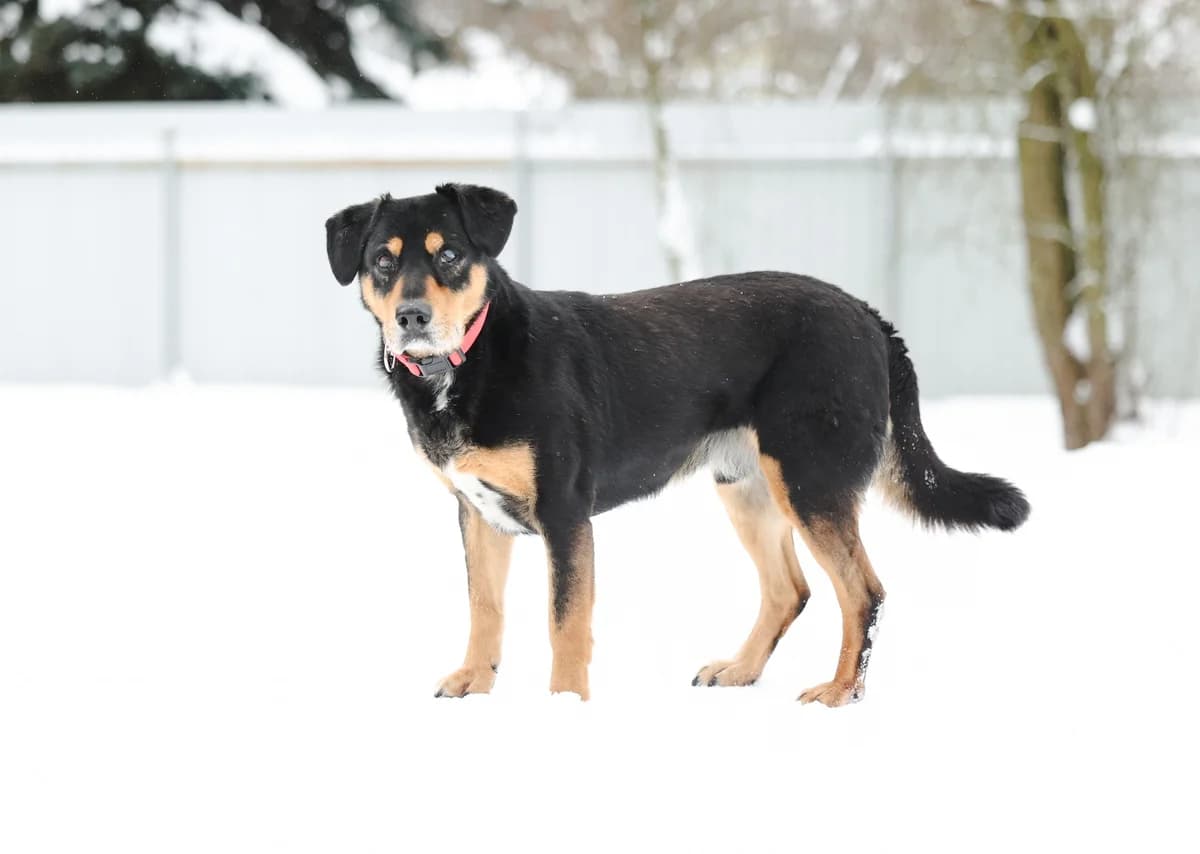 Diego| H26-1214, male Mixed Breed for adoption at Tierschutzverein House of animals Marfino eV, Jessen (Elster)