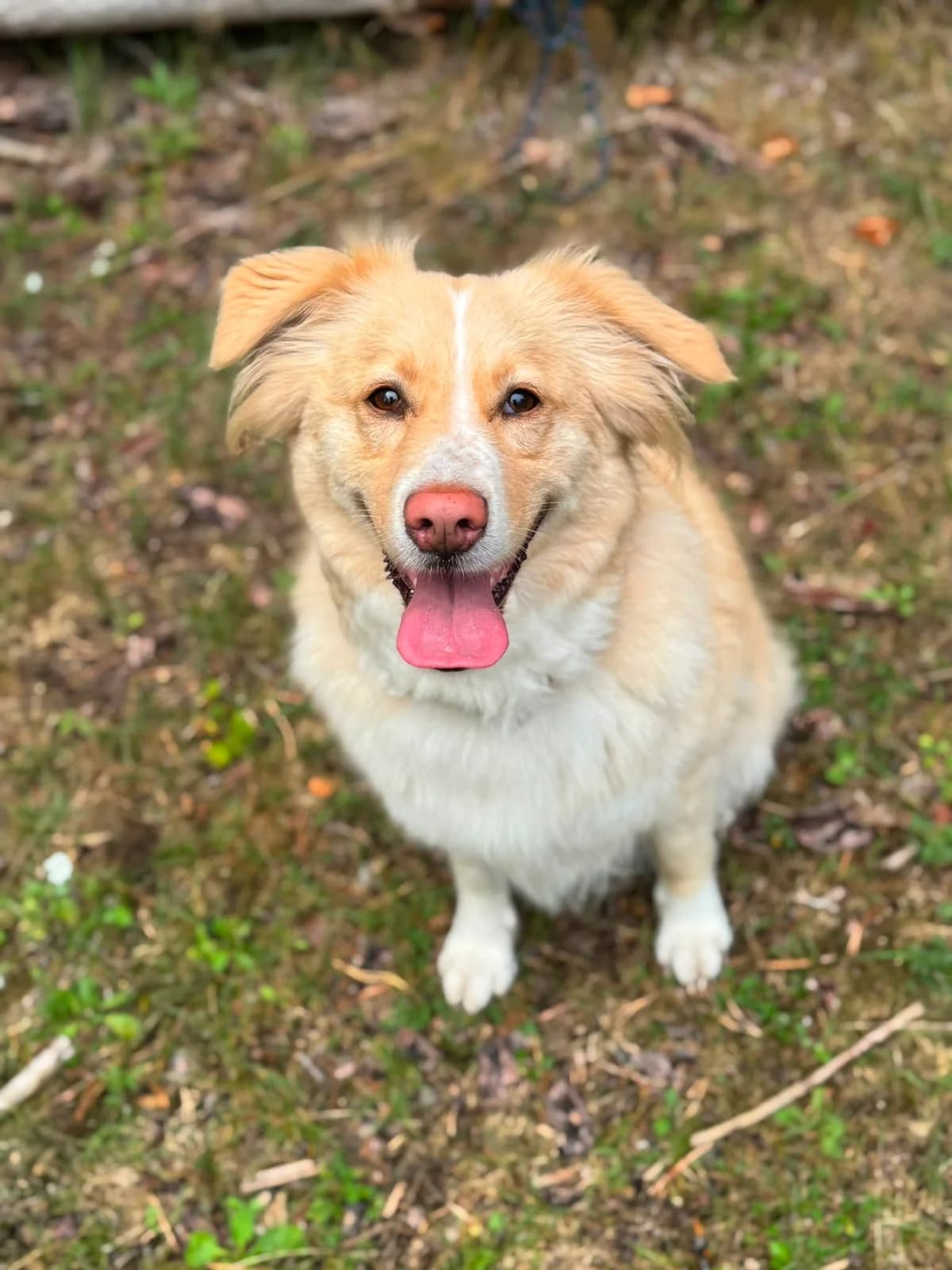 Lilith| H26-1063, female 5yo Mixed Breed for adoption at Tierschutzverein House of animals Marfino eV, Jessen (Elster)