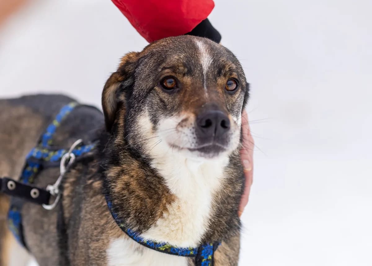 Helgo| H26-1215, male Mixed Breed for adoption at Tierschutzverein House of animals Marfino eV, Jessen (Elster)