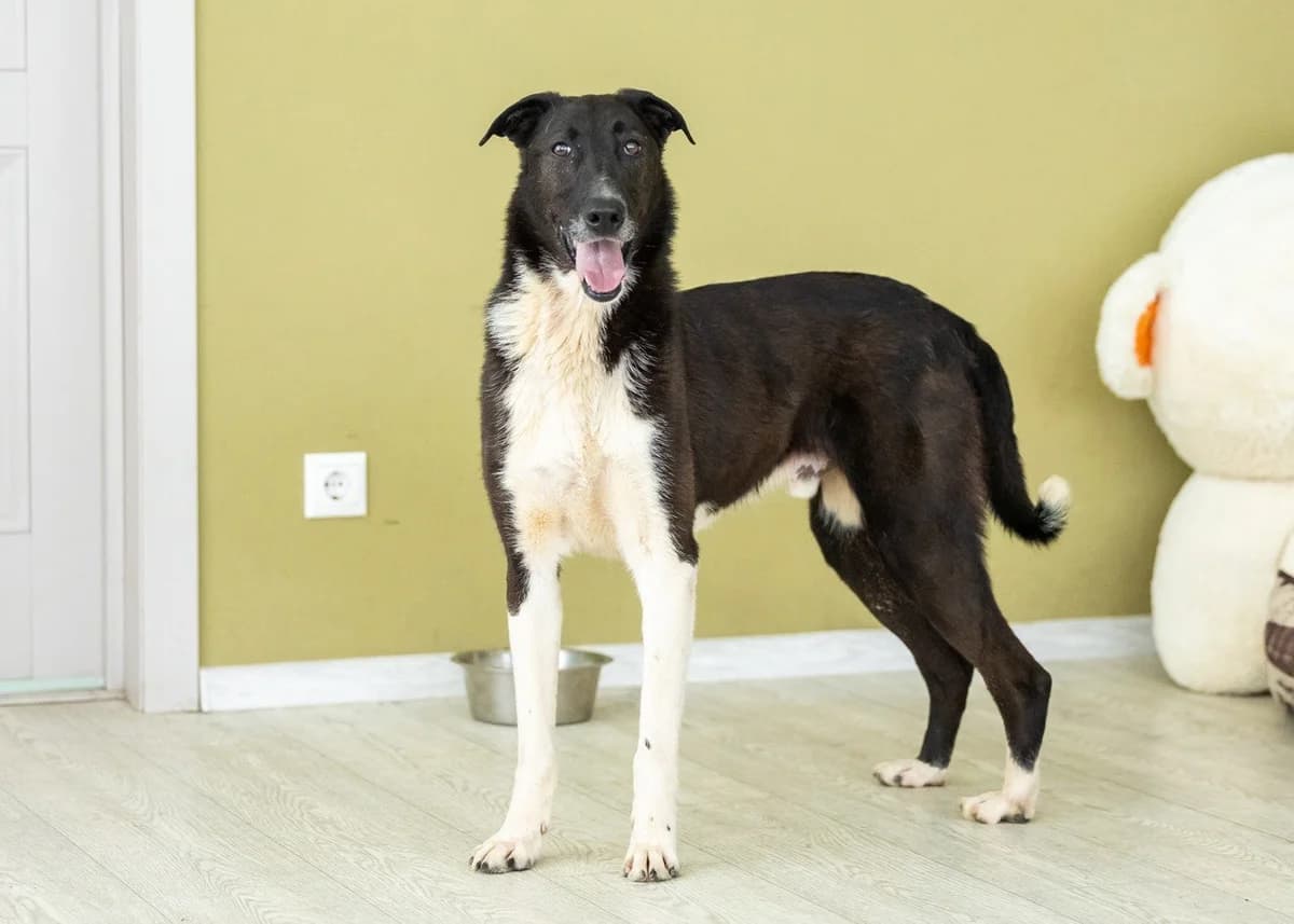 Lillebror| H26-1216, male Mixed Breed for adoption at Tierschutzverein House of animals Marfino eV, Jessen (Elster)