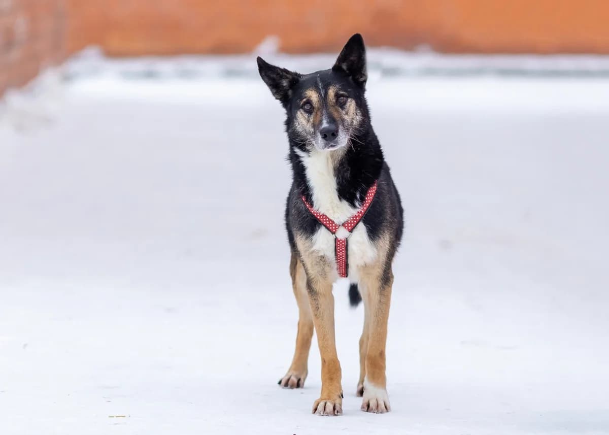 Nord| H26-1217, male Mixed Breed for adoption at Tierschutzverein House of animals Marfino eV, Jessen (Elster)