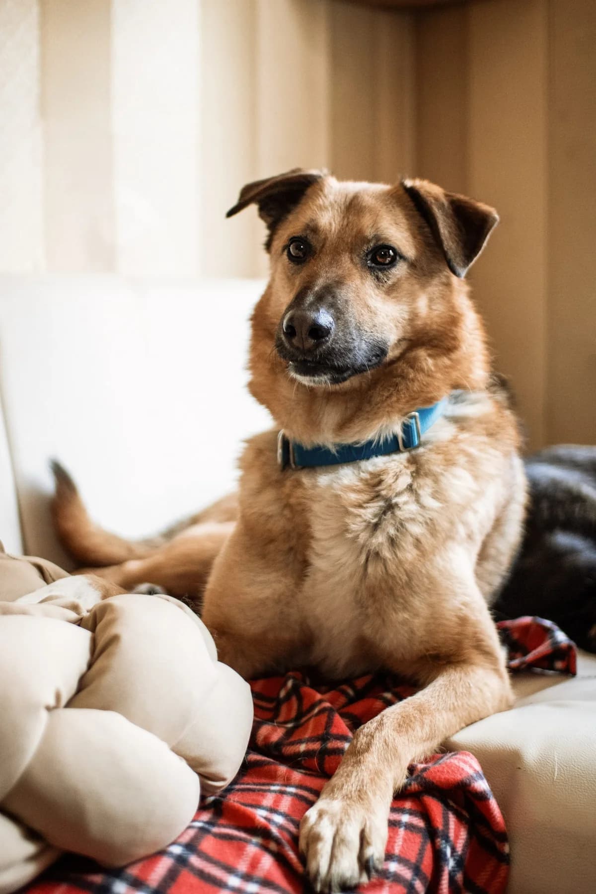 Punsh| H26-1218, male Mixed Breed for adoption at Tierschutzverein House of animals Marfino eV, Jessen (Elster)