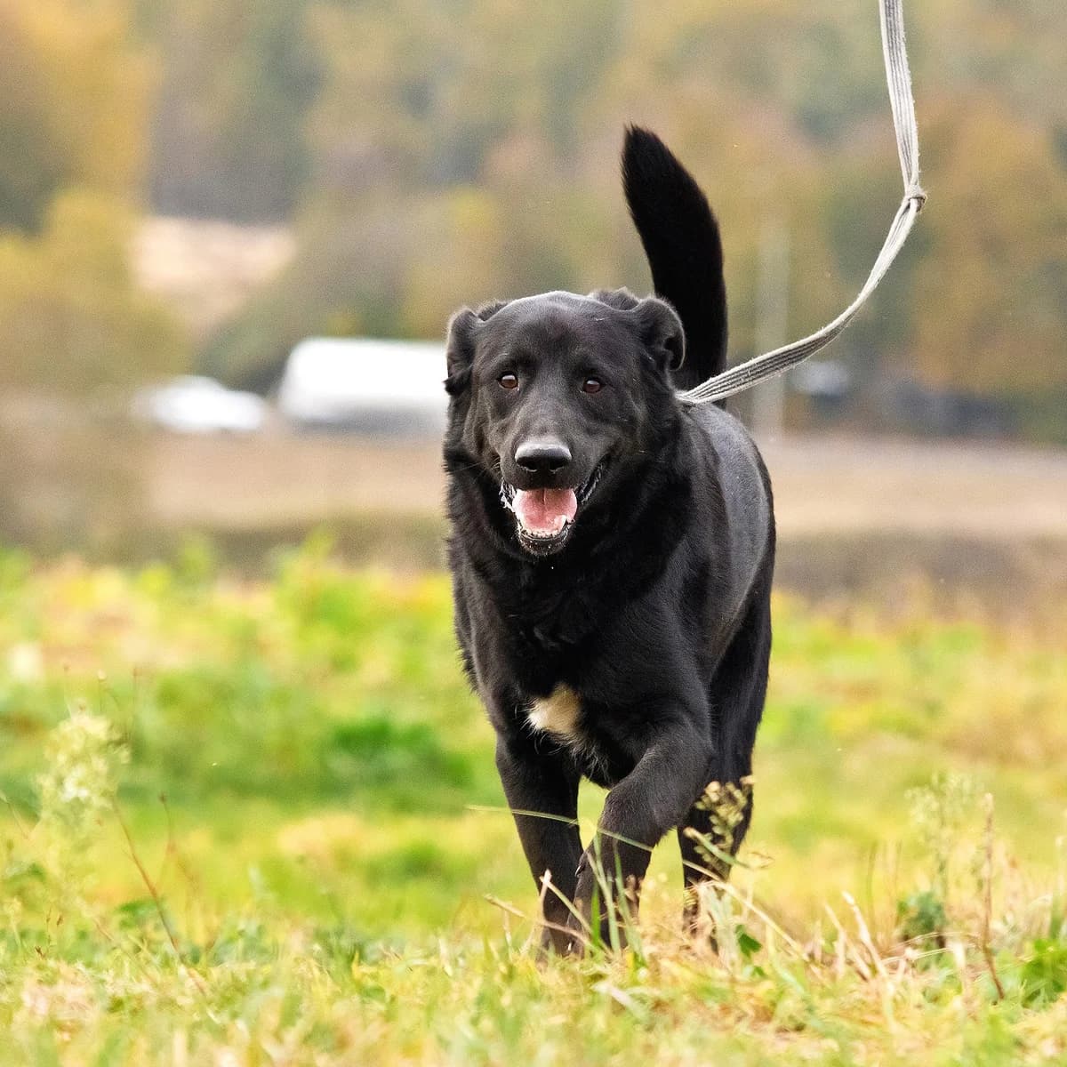 Baikal| H26-1221, male Mixed Breed for adoption at Tierschutzverein House of animals Marfino eV, Jessen (Elster)